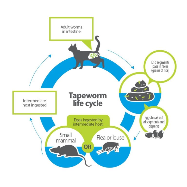 Why Do Cats Get Worms and How To Get Rid Of Them Bossy Paws