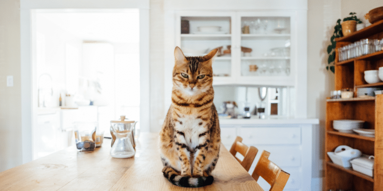 8 Reasons Why Your Kitty Might Not Be Eating