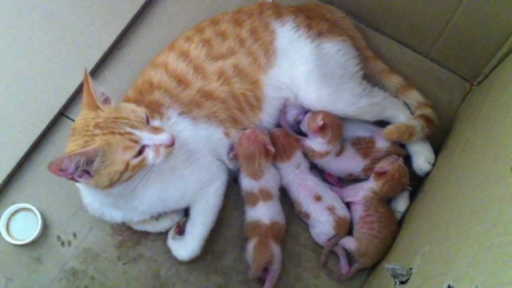 Kittens nursing