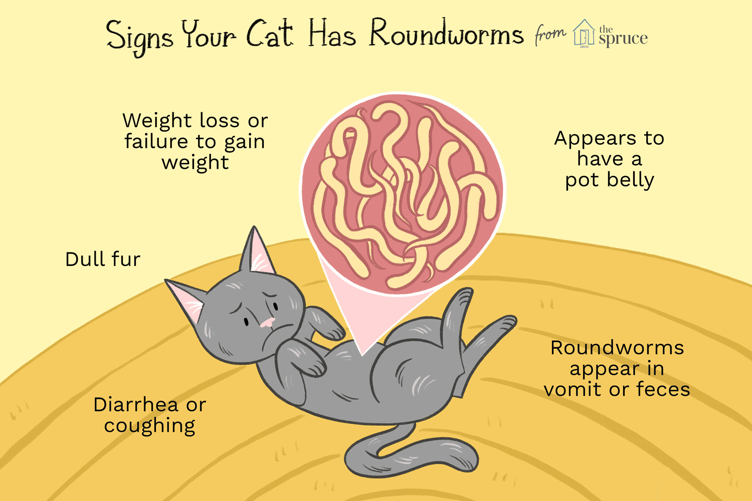 Can I Get Roundworms From My Cat mewowdesigns