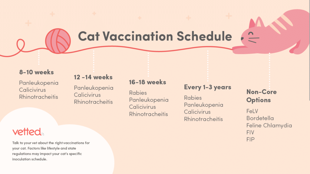 -cat-not-eating-cat-vaccine-schedule