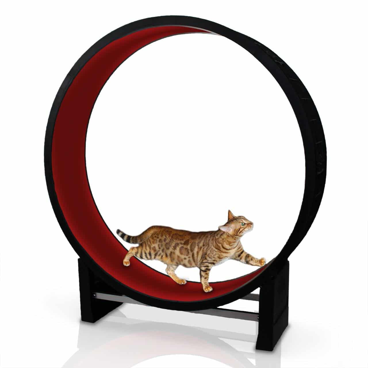 Cat in Motion Wheel