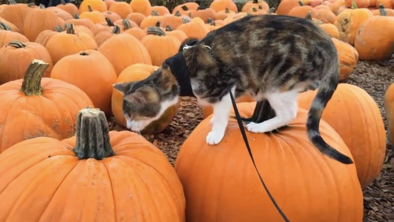 Cat pumpkin