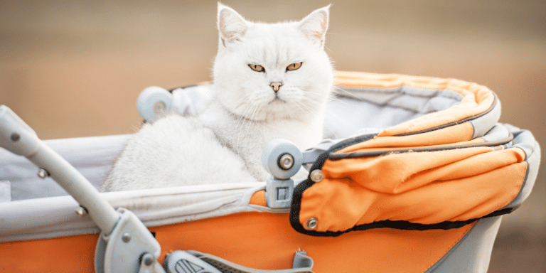 The Best Cat Strollers So Your Feline Friend Can Enjoy The Outdoors