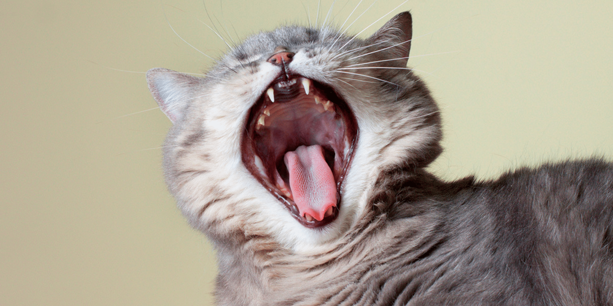 What Does It Mean When A Cat Is Screaming? 